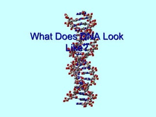 What Does DNA Look
Like?
 