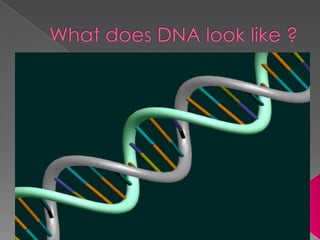 Whatdoes DNA look like ? 