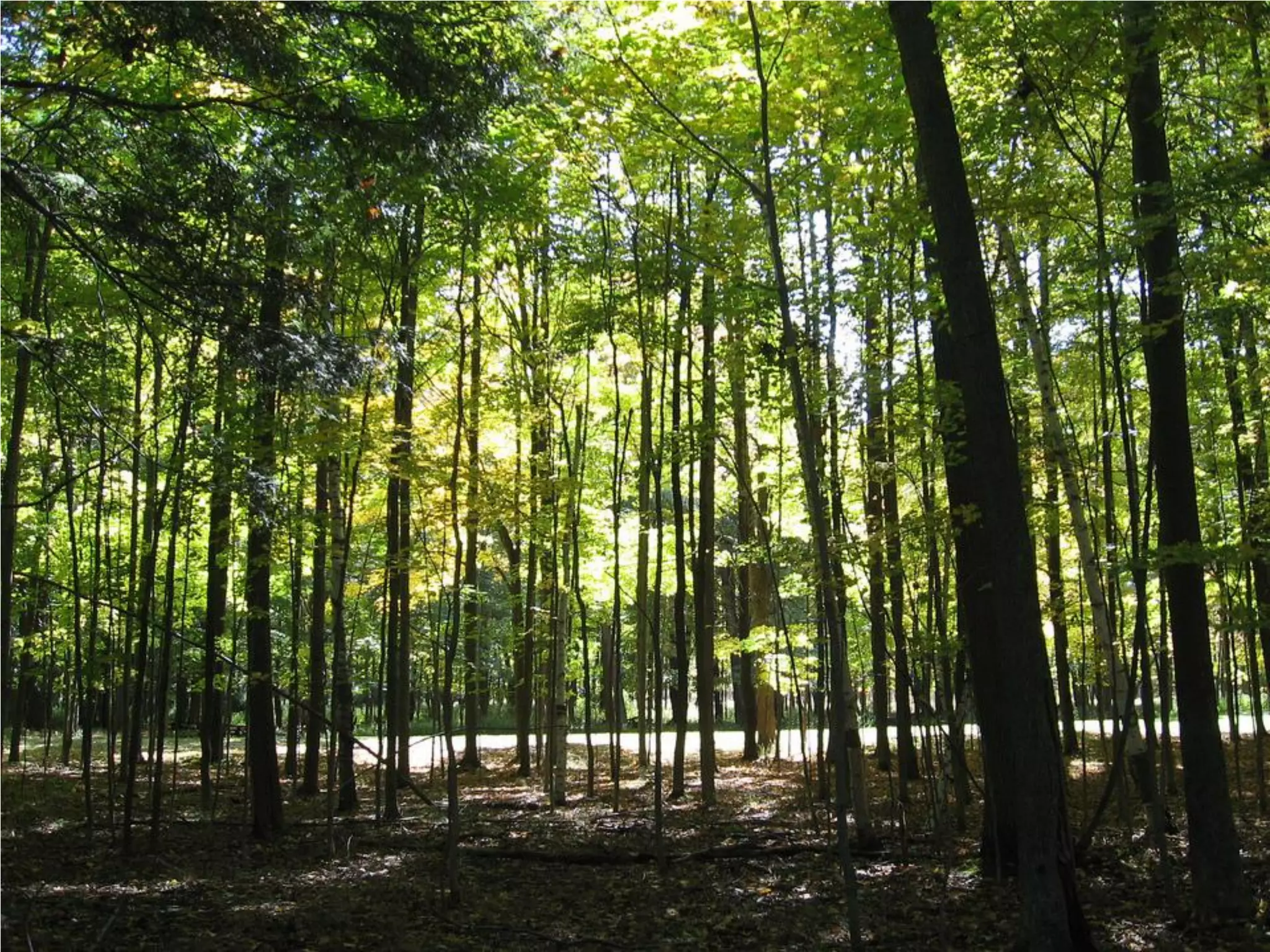 What Does Freedom Mean To You