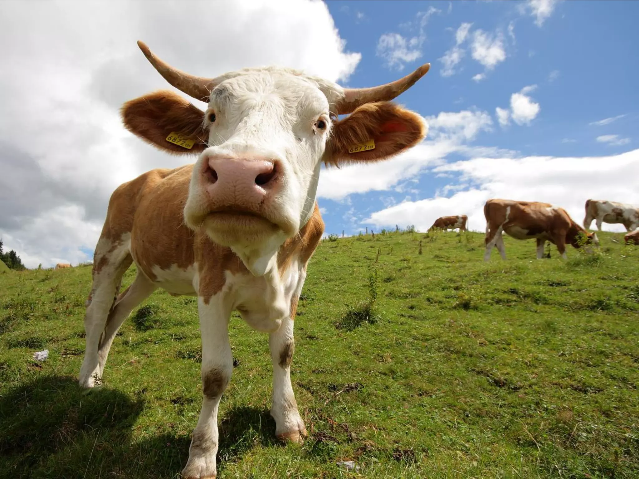 What Does Freedom Mean To You