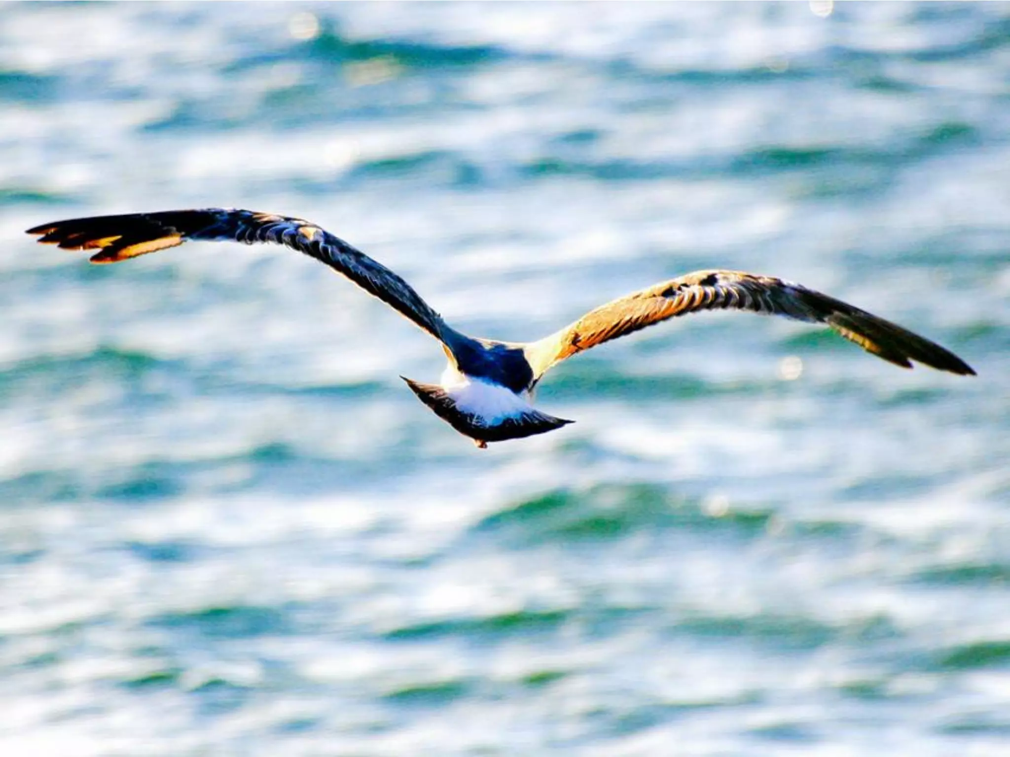 What Does Freedom Mean To You