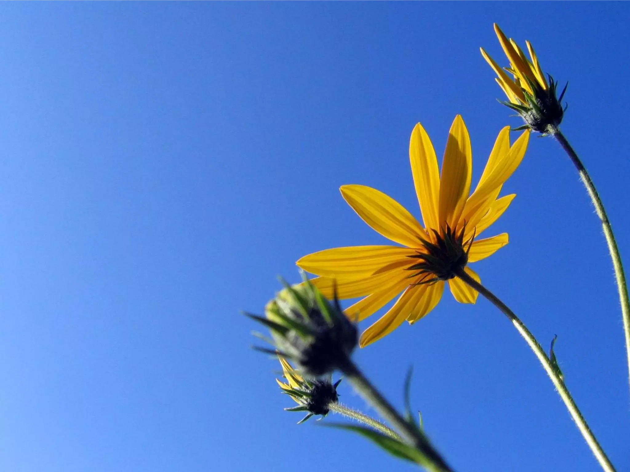 What Does Freedom Mean To You