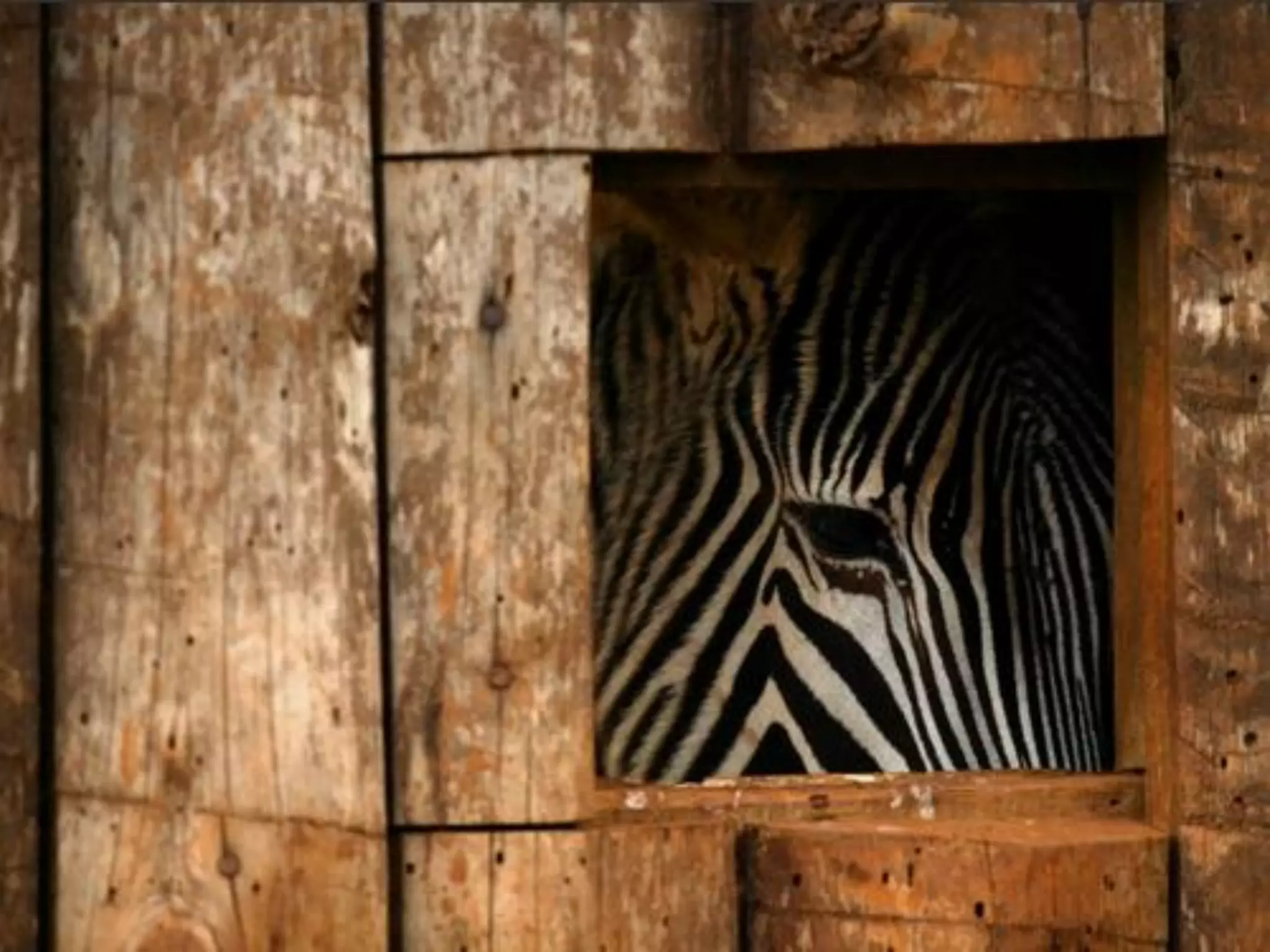 What does freedom mean to you