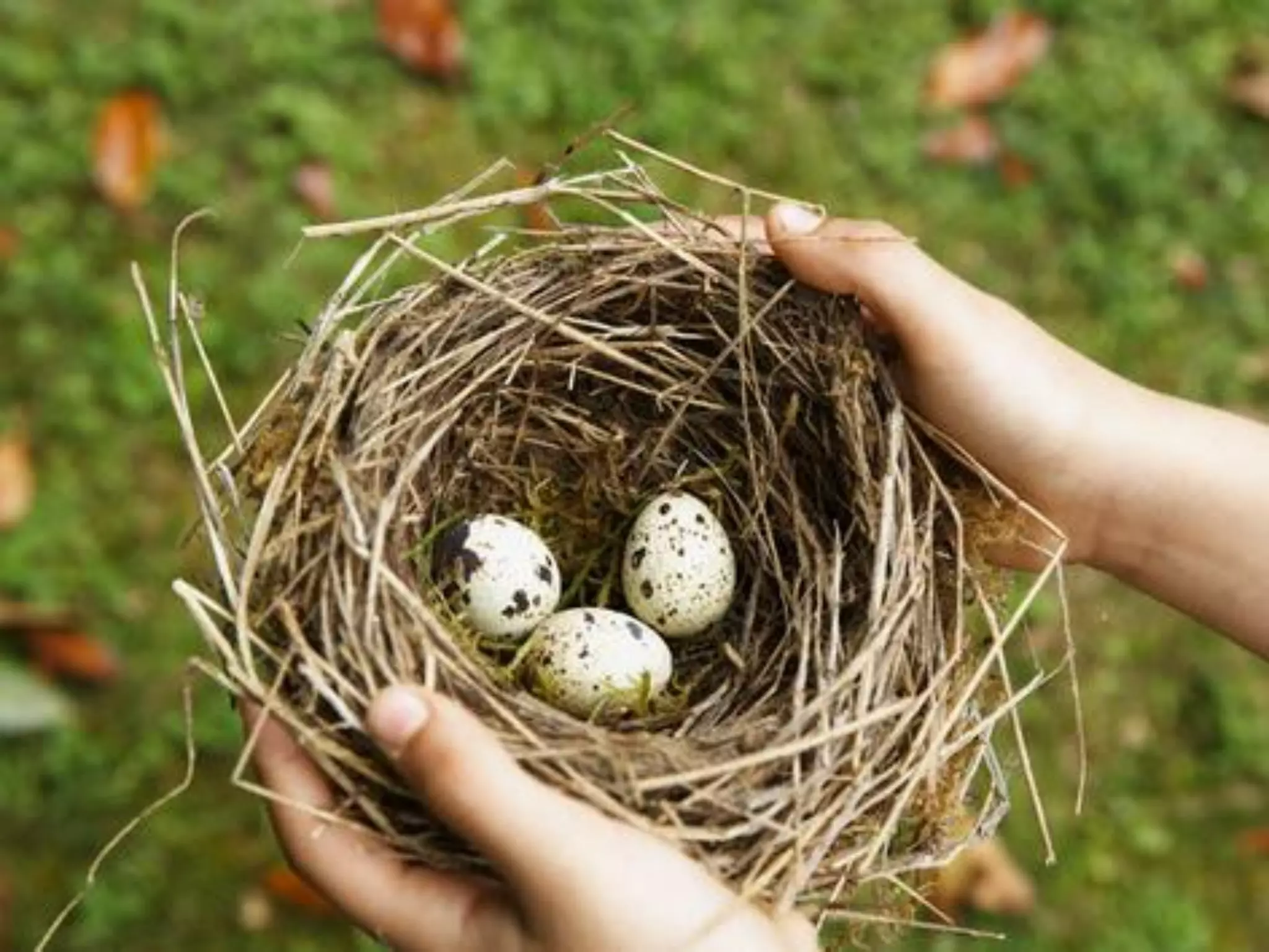 What does freedom mean to you