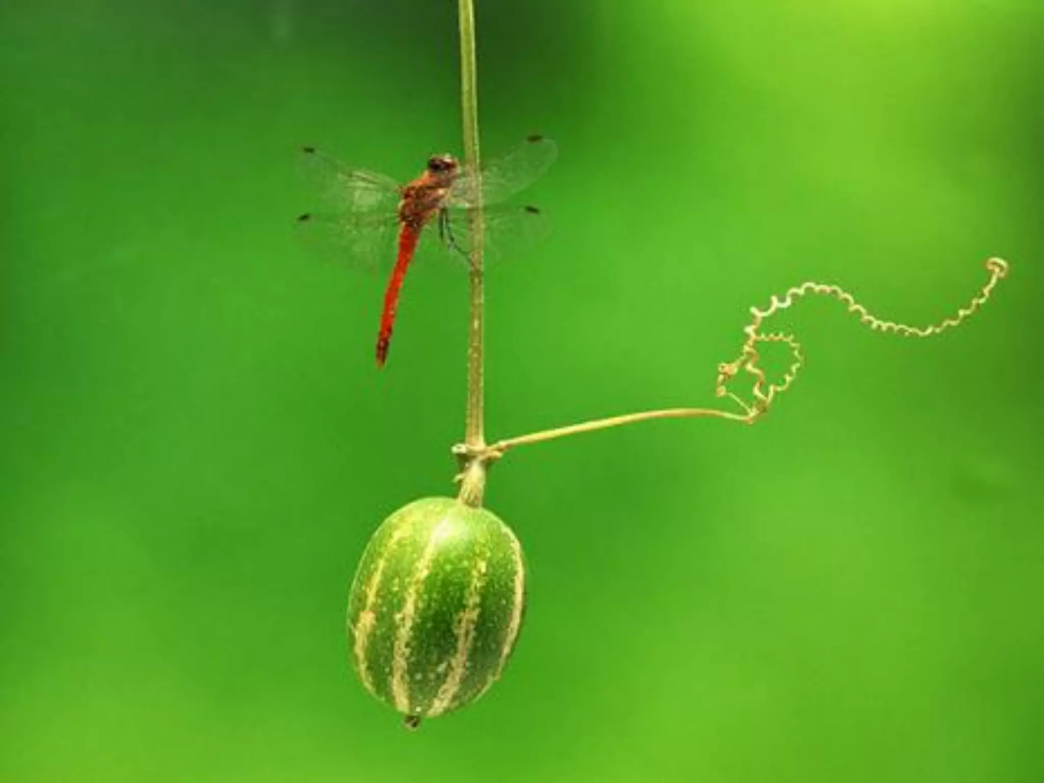 What does freedom mean to you