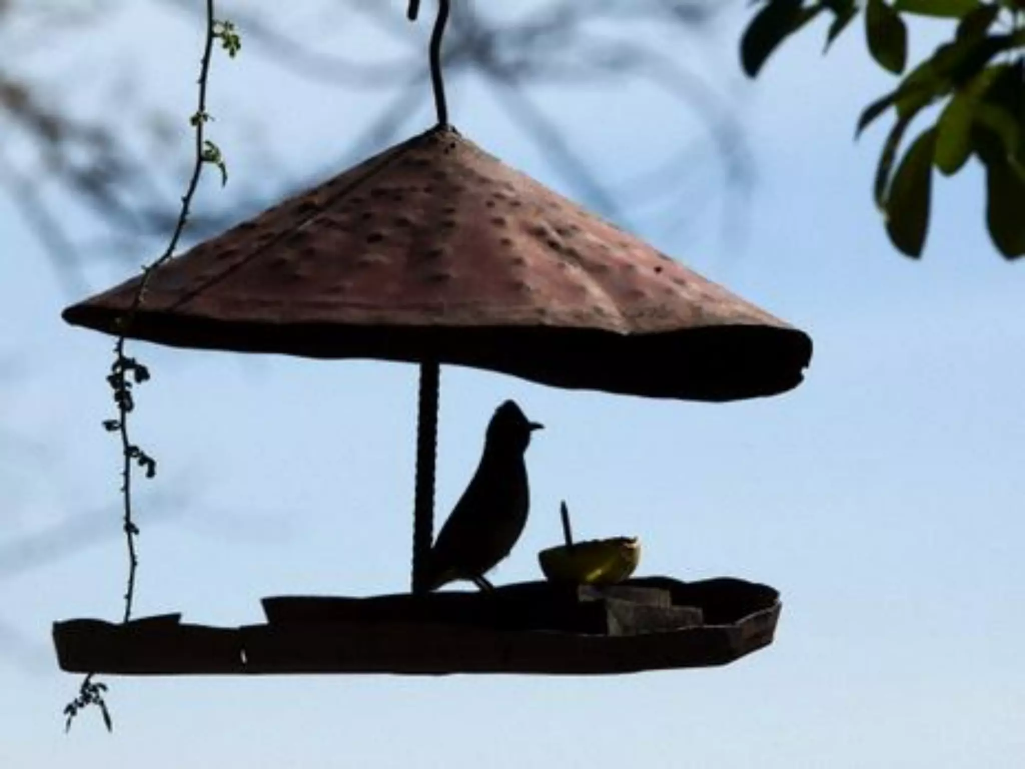 What does freedom mean to you