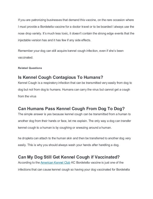 What does kennel cough sound like in a shih tzu