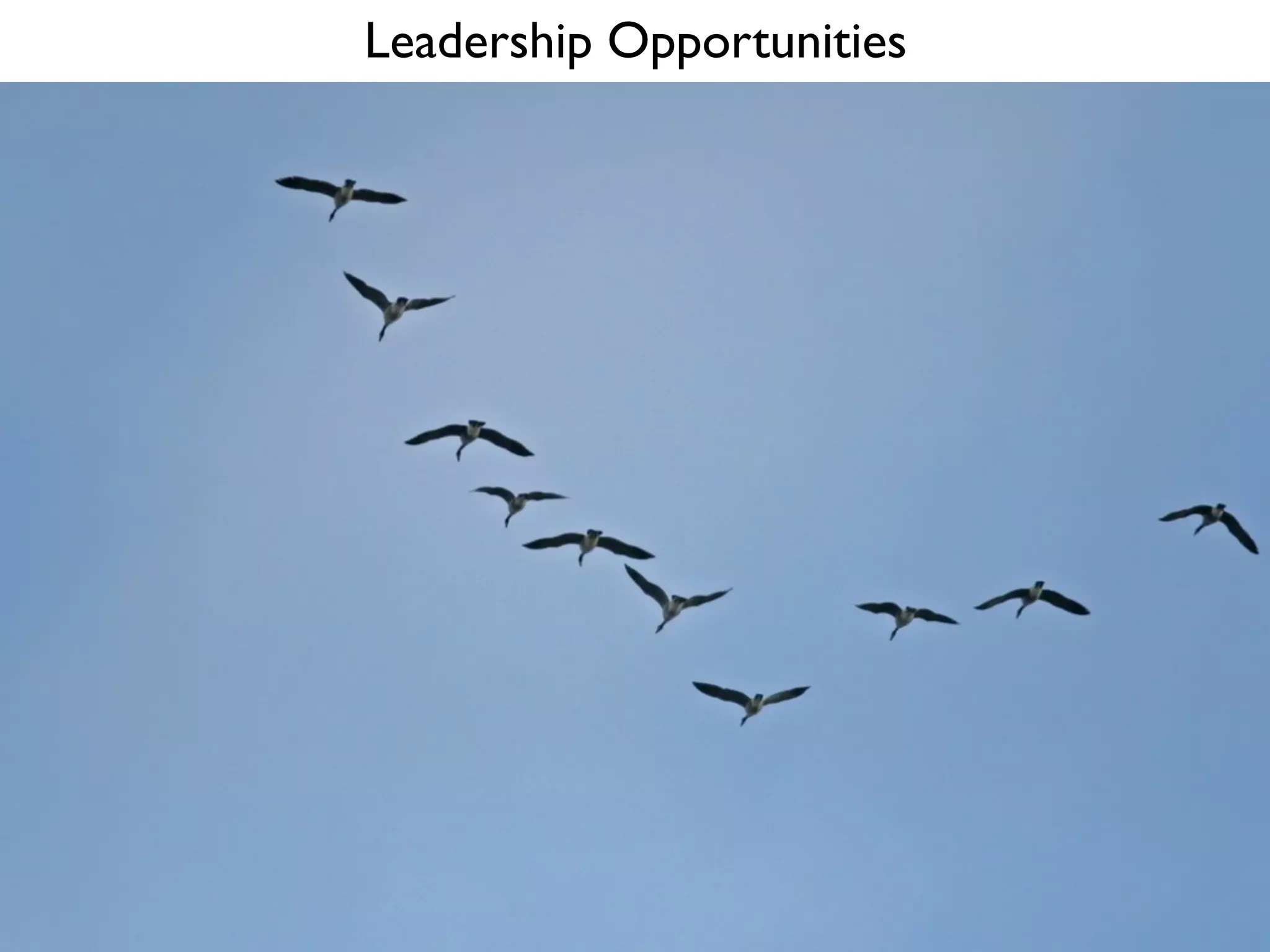 Leadership Opportunities
 