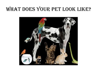 What does your pet look like?
 