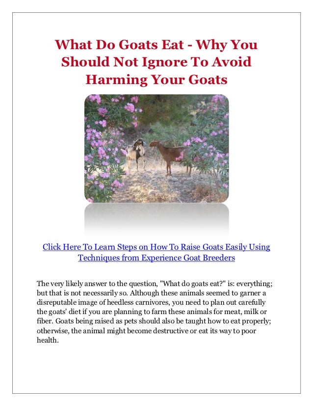 What Do Goats Eat Why You Should Not Ignore To Avoid Harming Your G…
