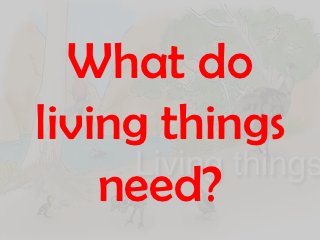 What do
living things
    need?
 