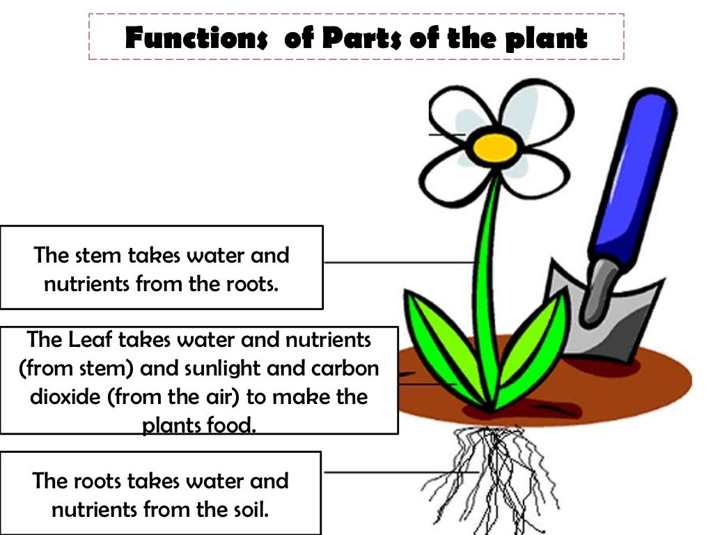 What do living things need to survive