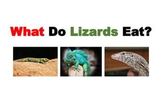 What Do Lizards Eat?
 