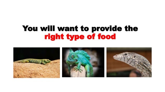 common iguanas pet lizards