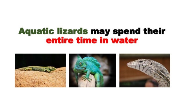 aquatic lizard pet