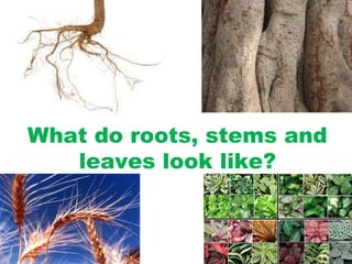 What do roots, stems and
   leaves look like?
 