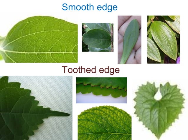 What Do Roots Stems And Leaves Look Like