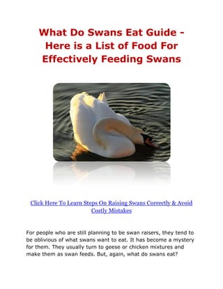 What Do Swans Eat Guide -
     Here is a List of Food For
    Effectively Feeding Swans




 Click Here To Learn Steps On Raising Swans Correctly & Avoid
                        Costly Mistakes


For people who are still planning to be swan raisers, they tend to
be oblivious of what swans want to eat. It has become a mystery
for them. They usually turn to geese or chicken mixtures and
make them as swan feeds. But, again, what do swans eat?
 