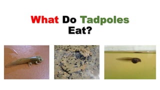 What Do Tadpoles
Eat?
 