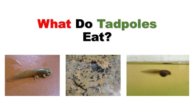 What Do Tadpoles Eat