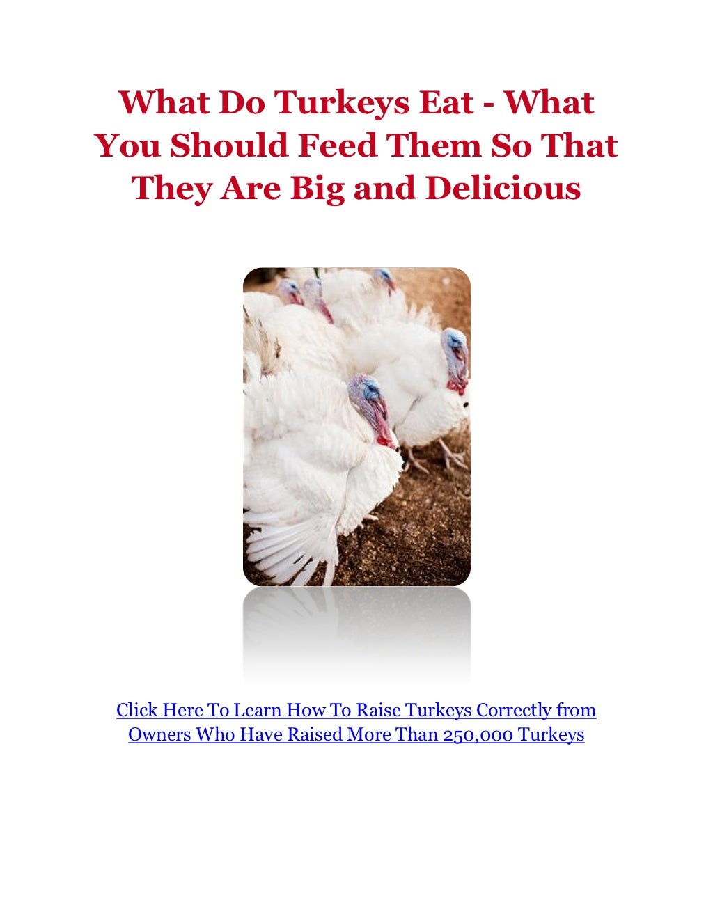 What Do Turkeys Eat What You Should Feed Them So That They Are Big