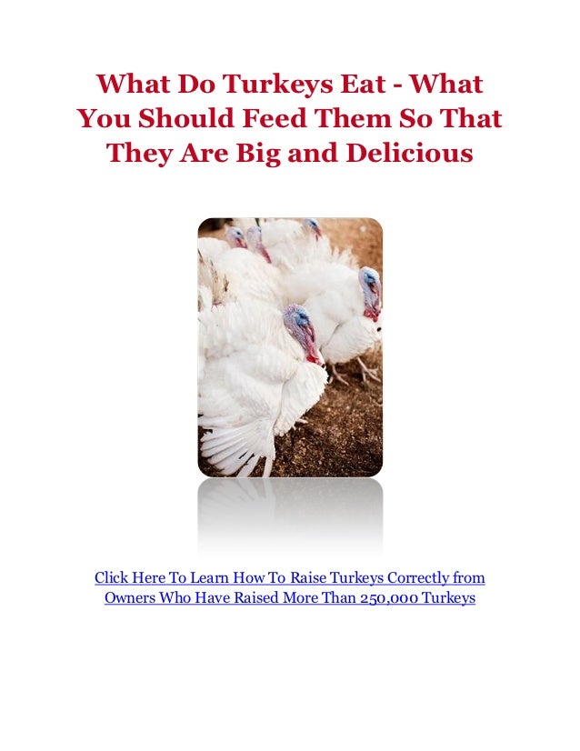 what do turkeys eat what you should feed them so that they are big what do turkeys eat what you should feed them so that they are big