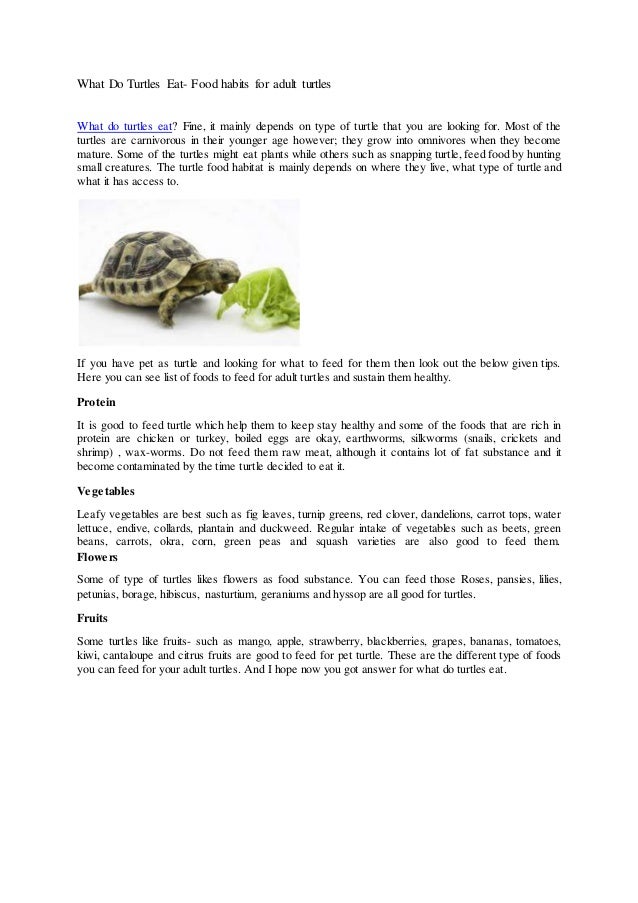 What Type Of Food Do Turtles Eat What Type Of Food Do Turtles Eat