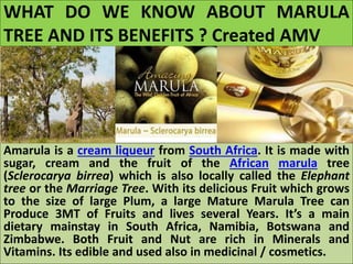 WHAT DO WE KNOW ABOUT MARULA
TREE AND ITS BENEFITS ? Created AMV
Amarula is a cream liqueur from South Africa. It is made with
sugar, cream and the fruit of the African marula tree
(Sclerocarya birrea) which is also locally called the Elephant
tree or the Marriage Tree. With its delicious Fruit which grows
to the size of large Plum, a large Mature Marula Tree can
Produce 3MT of Fruits and lives several Years. It’s a main
dietary mainstay in South Africa, Namibia, Botswana and
Zimbabwe. Both Fruit and Nut are rich in Minerals and
Vitamins. Its edible and used also in medicinal / cosmetics.
 