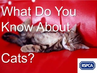 What Do You
Know About

Cats?
 