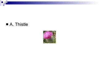 A. Thistle 