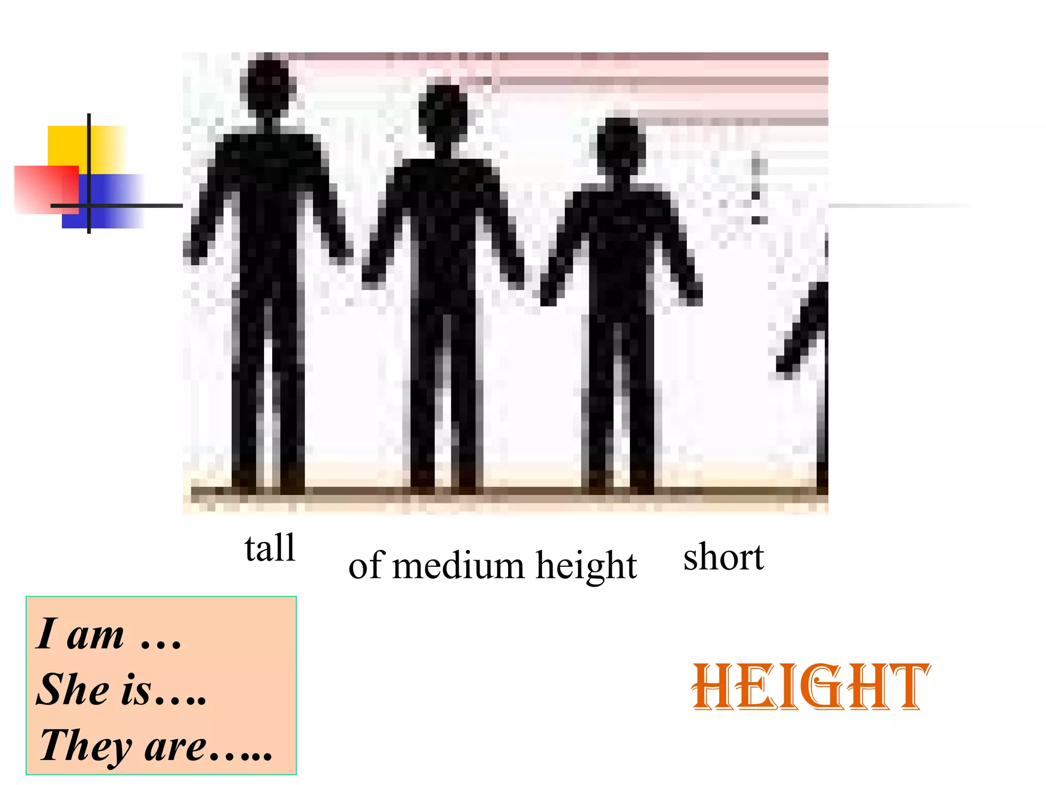 HEIGHT tall of medium height short I am … She is…. They are….. 