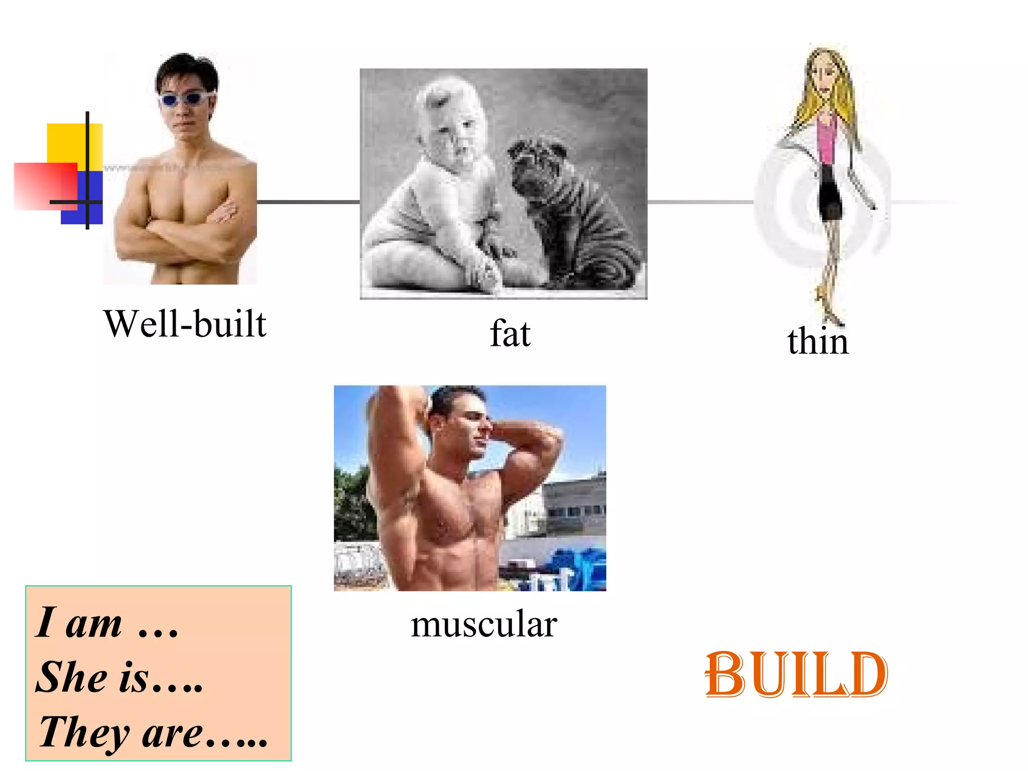 BUILD Well-built fat thin muscular I am … She is…. They are….. 