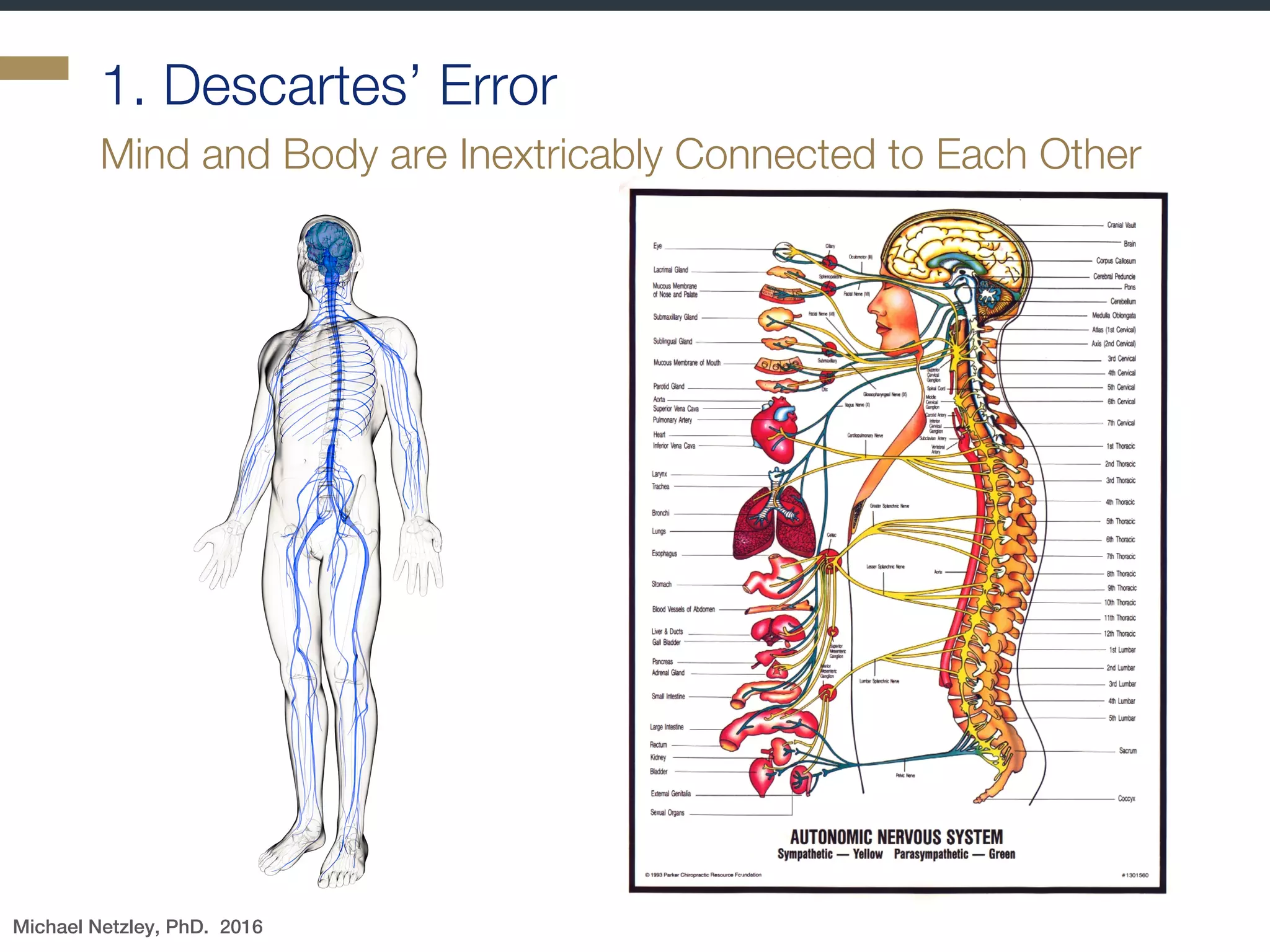 Today, We Can Literally See What Goes
On Inside The Brain
§ So what happens when
you question a
coachee’s performance
or sign the contract for
an exciting new gig?
§ We can now see a part
of the equation—the
brain activity—that has
mostly been excluded
from our understanding
We can now see the brain’s operations in real time
Michael Netzley, PhD. 2016
 