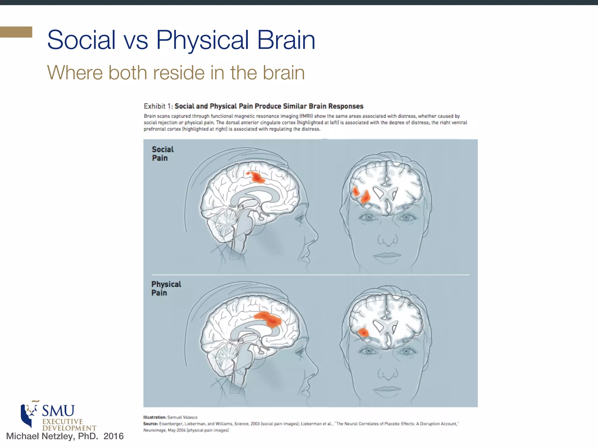 Your Brain
Michael Netzley, PhD. 2016
 