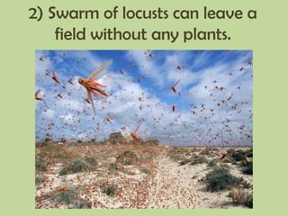2) Swarm of locusts can leave a
field without any plants.
 