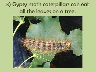 3) Gypsy moth caterpillars can eat
all the leaves on a tree.
 