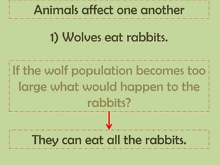 1) Wolves eat rabbits.
If the wolf population becomes too
large what would happen to the
rabbits?
They can eat all the rabbits.
Animals affect one another
 