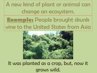 A new kind of plant or animal can
change an ecosystem.
Example: People brought skunk
vine to the United States from Asia
It was planted as a crop, but, now it
grows wild.
 