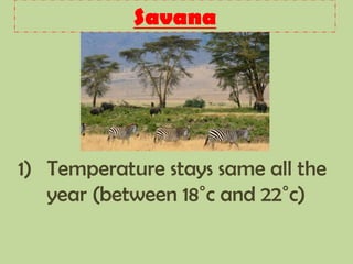 Savana
1) Temperature stays same all the
year (between 18˚c and 22˚c)
 