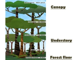 Forest floor
Understory
Canopy
 