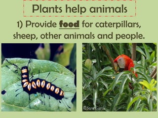 Plants help animals
1) Provide food for caterpillars,
sheep, other animals and people.
 