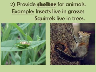 2) Provide shelter for animals.
Example: Insects live in grasses
Squirrels live in trees.
 