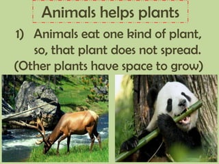 Animals helps plants
1) Animals eat one kind of plant,
so, that plant does not spread.
(Other plants have space to grow)
 