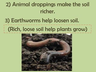 2) Animal droppings make the soil
richer.
3) Earthworms help loosen soil.
(Rich, loose soil help plants grow)
 