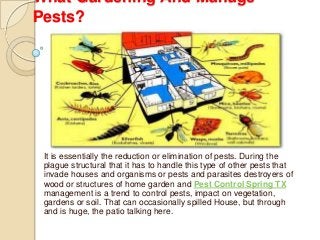 What Gardening And Manage
Pests?




 It is essentially the reduction or elimination of pests. During the
 plague structural that it has to handle this type of other pests that
 invade houses and organisms or pests and parasites destroyers of
 wood or structures of home garden and Pest Control Spring TX
 management is a trend to control pests, impact on vegetation,
 gardens or soil. That can occasionally spilled House, but through
 and is huge, the patio talking here.
 