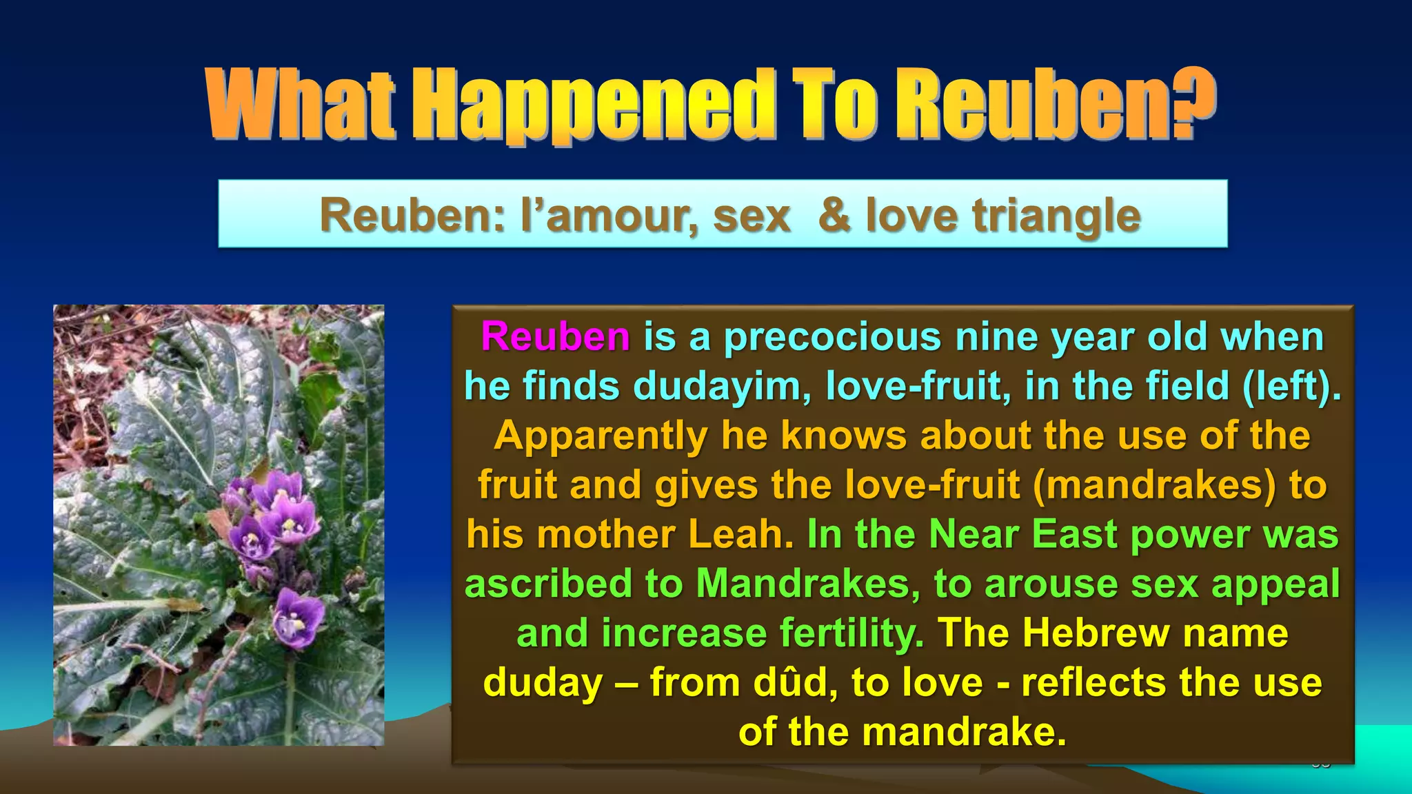 58
Reuben: l’amour, sex & love triangle
Reuben is a precocious nine year old when
he finds dudayim, love-fruit, in the field (left).
Apparently he knows about the use of the
fruit and gives the love-fruit (mandrakes) to
his mother Leah. In the Near East power was
ascribed to Mandrakes, to arouse sex appeal
and increase fertility. The Hebrew name
duday – from dûd, to love - reflects the use
of the mandrake.
 