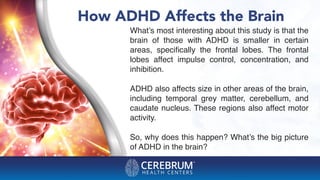 How ADHD Affects the Brain
What’s most interesting about this study is that the
brain of those with ADHD is smaller in certain
areas, speciﬁcally the frontal lobes. The frontal
lobes affect impulse control, concentration, and
inhibition.
ADHD also affects size in other areas of the brain,
including temporal grey matter, cerebellum, and
caudate nucleus. These regions also affect motor
activity.
So, why does this happen? What’s the big picture
of ADHD in the brain?
 