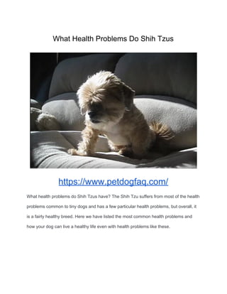 What Health Problems Do Shih Tzus
https://www.petdogfaq.com/
What health problems do Shih Tzus have? The Shih Tzu suffers from most of the health
problems common to tiny dogs and has a few particular health problems, but overall, it
is a fairly healthy breed. Here we have listed the most common health problems and
how your dog can live a healthy life even with health problems like these.
 