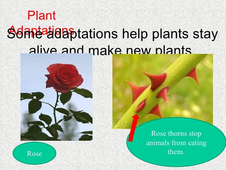 What helps plants and animals live in places lesson 2