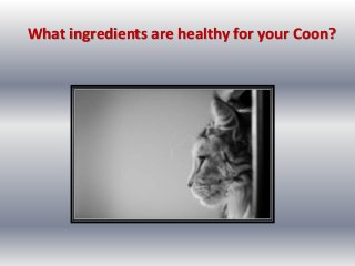 What ingredients are healthy for your Coon? 
 